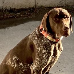 German Shorthaired Pointers from Davalos GSP’s