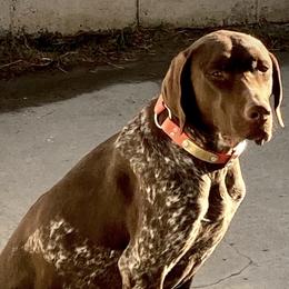 German Shorthaired Pointers from Davalos GSP’s