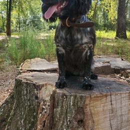 Luna - English Cocker Spaniel