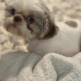 Shih Tzu All Grown Up from Jenkins Tzu and Poo’s