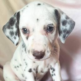 Espeon (Lavender collar) LUA - White and liver brown female Dalmatian puppy in Raymondville, Missouri from Wagner's Dalmatian's