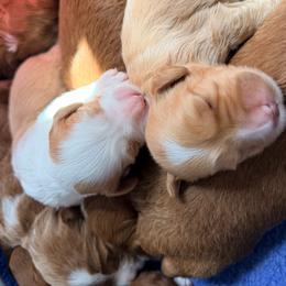 Turner - Caramel red male Australian Labradoodle puppy in Summerfield, North Carolina from Four Oaks Labradoodles