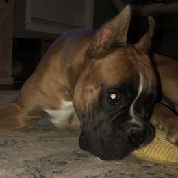 Finn - Boxer