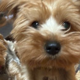 Judy - Yorkshire Terrier