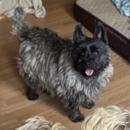 Dulsie - Cairn Terrier