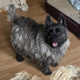 Dulsie - Cairn Terrier