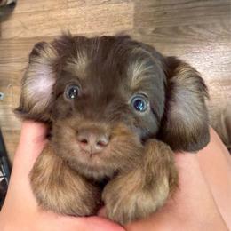 Bonsai - Red phantom male Aussiedoodle puppy in Chattanooga, Tennessee from Leafy Acre Mini Farm