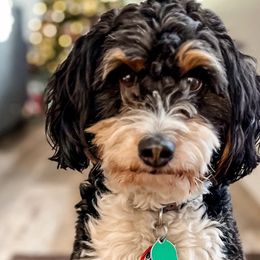 Aphrodite - Aussiedoodle