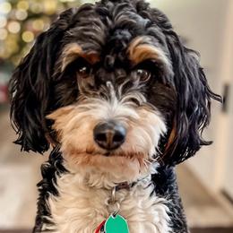 Aphrodite - Aussiedoodle
