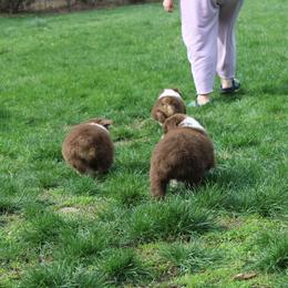 Australian Shepherd Puppies from Starlit Grove Australian Shepherds