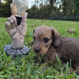 Dachshund Puppies from Jennifer Starkey