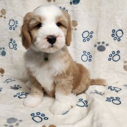Magnus - Gold and white male Tibetan Terrier puppy in Lane County, Oregon from Zara Tibetan Terriers