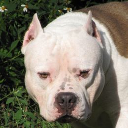 GRCH Iceman - American Bully