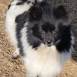 Piper - Pomeranian