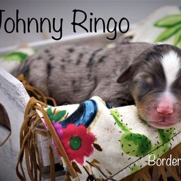 Miniature American Shepherd Puppies from Borderview Aussies