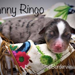 Miniature American Shepherd Puppies from Borderview Aussies