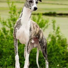 Armando - Whippet