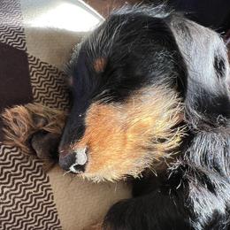 Punky - Dachshund