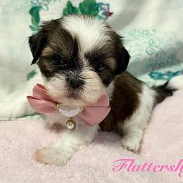 Fluttershy - Black gold and white female Shih Tzu puppy in Hemet, California from Aloha Shih Tzu