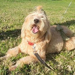 Goldendoodles from Yazzcito and the Goldendoodle Family ❣️