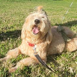 Goldendoodles from Yazzcito and the Goldendoodle Family ❣️