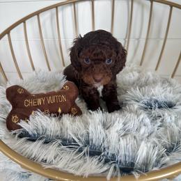 Louis Vitton (tan) - Chocolate male Cavapoo puppy in West Haven, Utah from Harper Haven Cavapoos & Doodles