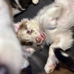 Australian Shepherd Puppies from Discovery Hill Australian Shepherds