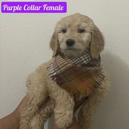 Bernedoodle and Goldendoodle Puppies from Lyon and Luna Goldendoodles Bernedoodles