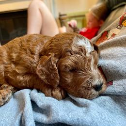 Callum - Red male Cavapoo puppy in Council Bluffs, Iowa from The Doodle Den