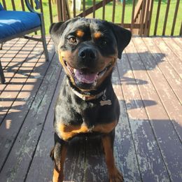 Josie - Black and mahogany female Rottweiler puppy in Elyria, Indiana from Alpha Co. Rottweilers