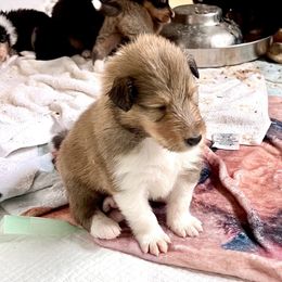 Collie Puppies from Bedford Collies