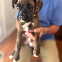 Boxer - Brindle female Boxer puppy in Sharon, South Carolina from Krepps Legacy Boxers