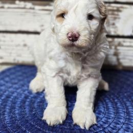 Snoopy - male Golden Mountain Doodle puppy in Austin, Texas from Austin Doodles & Poodles
