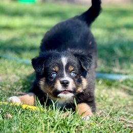Miniature Australian Shepherd and Toy Australian Shepherd Puppies from Kickapoo Creek Toy & Mini Aussies