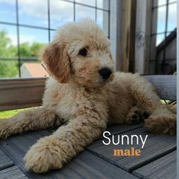 Sunny - Apricot male Goldendoodle puppy in Ringgold, Georgia from Re Family Doodles