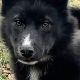 Elijah - Black and white male Siberian Husky puppy in Mechanicsville, Virginia from Shinko Siberians