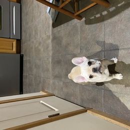 English Bulldog and French Bulldog Puppies from Benedict Family Frenchies, Bulldogs and Danes