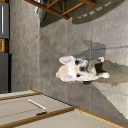 English Bulldog and French Bulldog Puppies from Benedict Family Frenchies, Bulldogs and Danes