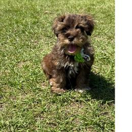 Sun kisses - Wheaten female Miniature Schnauzer puppy in Groesbeck, Texas from Ranch 4M