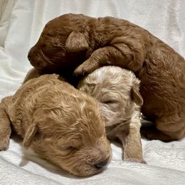 Cavachon and Cavapoochon Puppies from Forever Puppies 4U