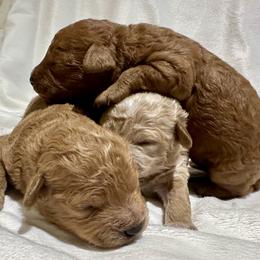 Cavachon and Cavapoochon Puppies from Forever Puppies 4U