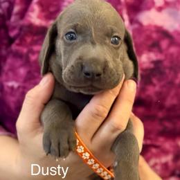 Dusty - Blue male Weimaraner puppy in Aitkin, Minnesota from Whispering’s GunDogs