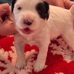 Tibetan Terrier Puppies from Arkeden Tibetan Terriers