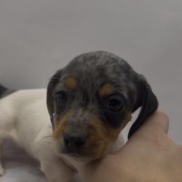 Girl 1 ONLY FILL OUT AN APPLICATION IF SERIOUS - Dapple female Dachshund puppy in Wisconsin from Sabe and Shabe’s Doxies