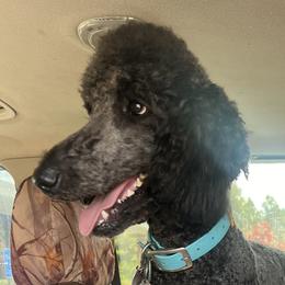 Labrador Retrievers from Daylin’s Doodles & Labradors