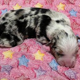 Girl 1 - female Miniature Australian Shepherd puppy in Spirit Lake, Idaho from Gemstone Ridge Mini Aussies