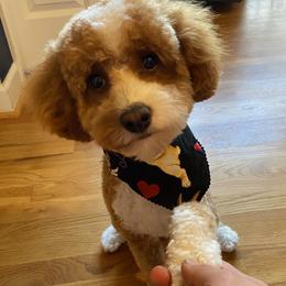 Cash - Goldendoodle