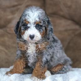 Urban - Blue merle male Bernedoodle puppy in Dundee, Ohio from Down Home Doodle