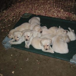 Labrador Retriever Puppies from Rustic View Farm