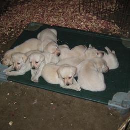 Labrador Retriever Puppies from Rustic View Farm
